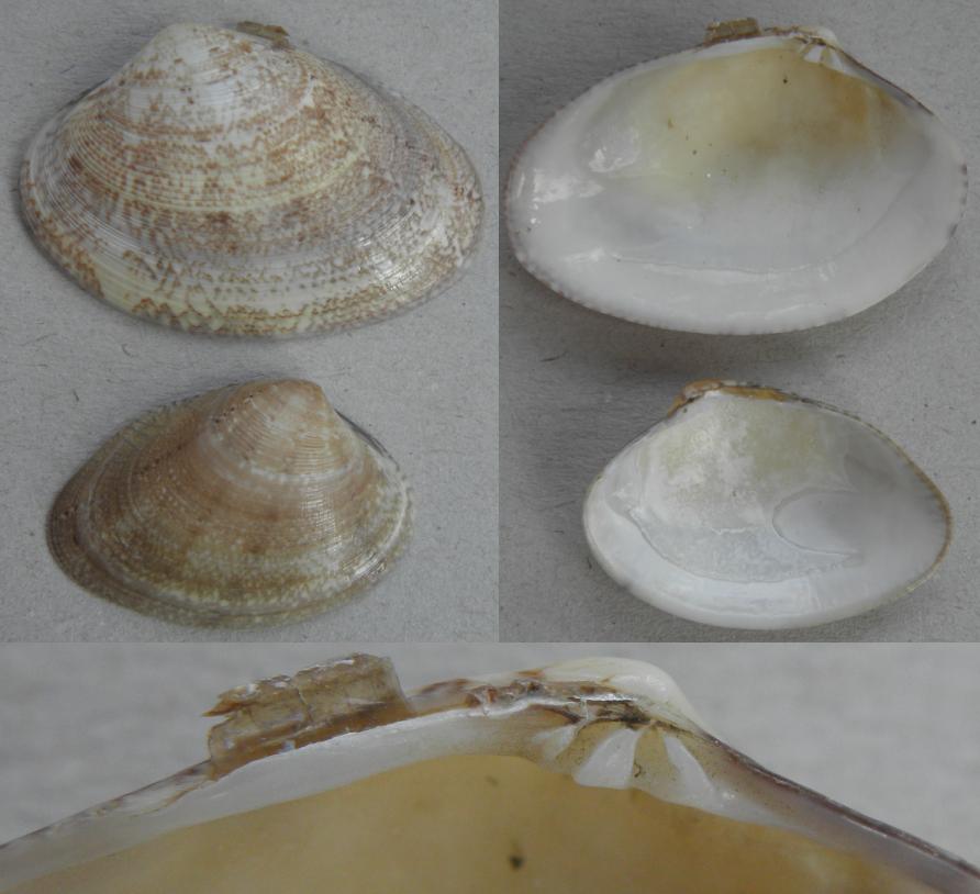 Venerupis senegalensis?